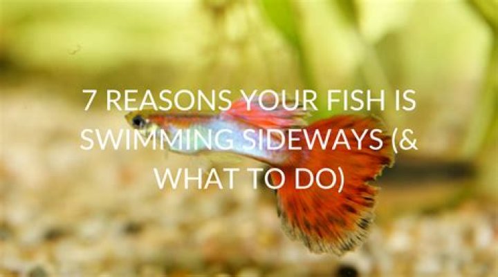 What does it mean when a fish swims sideways?